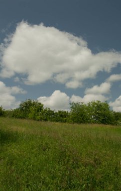 Gündüz vakti bulutlu gökyüzünün altındaki yeşil çimlerin manzarası