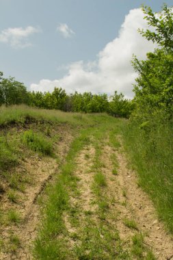 İlkbaharda ormanın içinden geçen yol