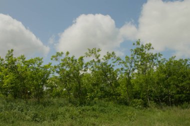 Mavi gökyüzü ile yeşil çimen tarlası