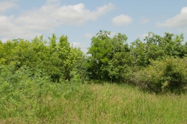 Çimen ve mavi gökyüzü olan güzel bir manzara.