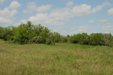 Ağaçlar ve bitkilerle dolu güzel yeşil bir tarla. bahar manzarası.