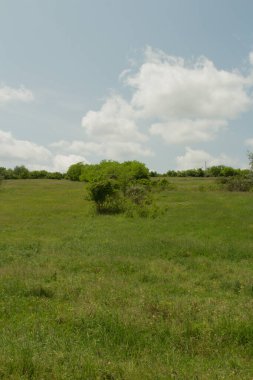 Tarlada güzel yeşil çimenler
