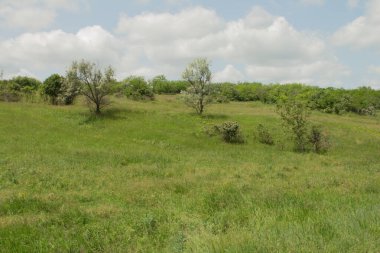 Ormanda yeşil çimlerin olduğu güzel bir manzara.
