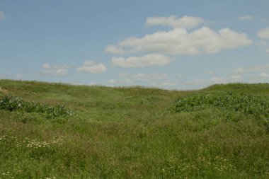 Güzel bir yeşil çimen ve mavi gökyüzü.