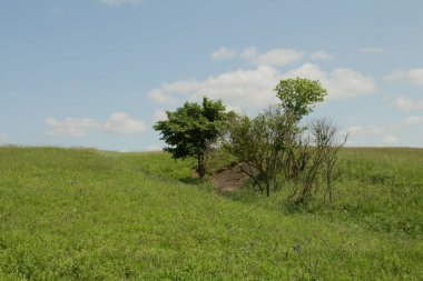Kırsaldaki tarlada yalnız bir ağaç.