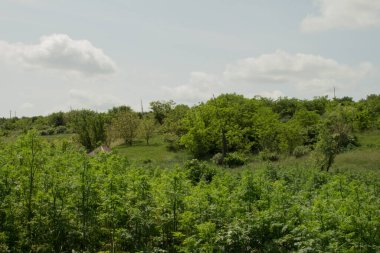 Ağaçlar ve çalılarla kaplı ormanın manzarası