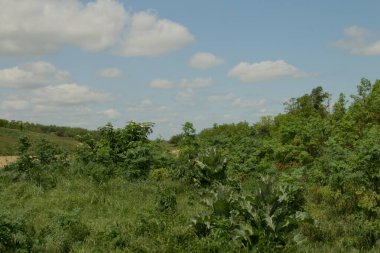 Yeşil tarlalı ve ağaçlı manzara