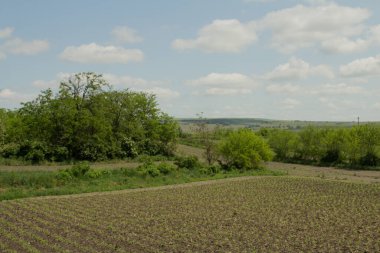 Yeşil ağaçlı ve mavi gökyüzü olan arazi