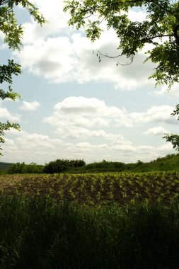 Doğanın güzel manzarası