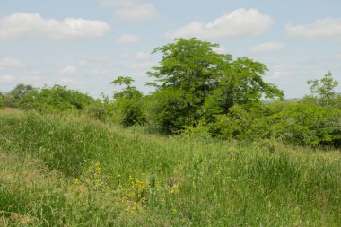 Ormanda bir sürü çimen olan yeşil çayır.