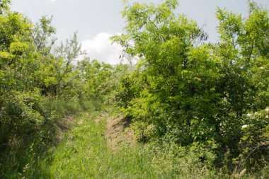 Yazın çayırda yeşil yapraklı ağaçlar