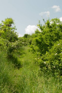 Parktaki güzel yaz manzarası