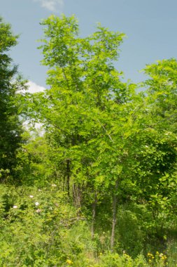 Doğanın güzel manzarası