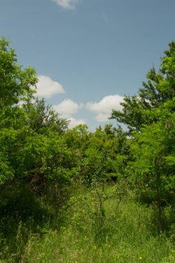 Ormanda yeşil çimenler