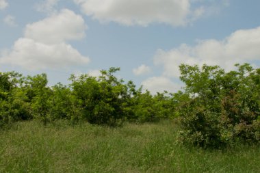 Yeşil doğa arka planının güzel manzarası