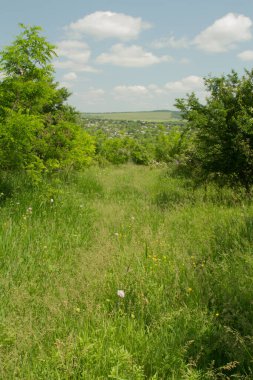 Çiçek tarlası olan güzel bir manzara