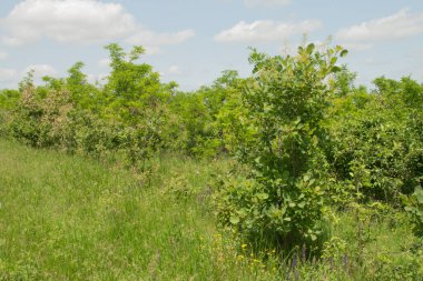 Çayırdaki yeşil ağaçlar