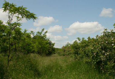 bahçede yeşil ağaçlar ve çalılar