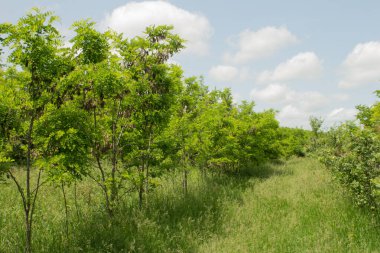 İlkbaharda elma ağacı bahçesi
