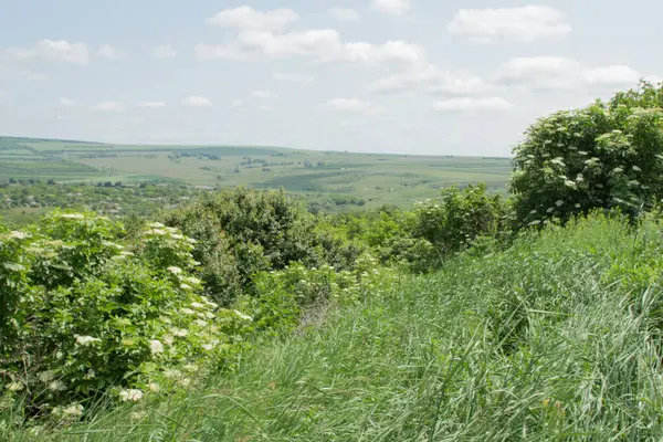 Yazın ağaçlı ve çiçekli yeşil çayır.