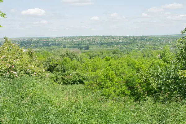 Ağaçlı ve yeşil çimenli manzara