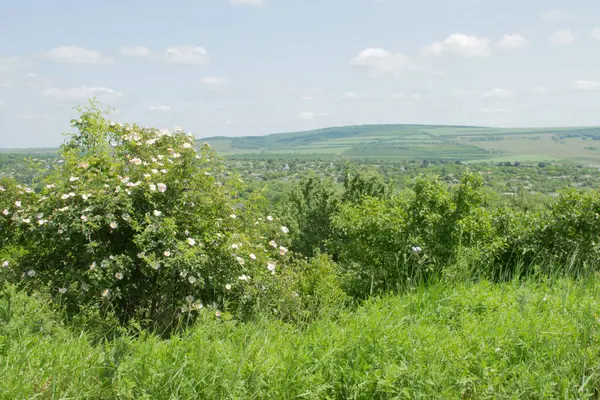 Ağaçlı ve çiçekli yeşil tarla