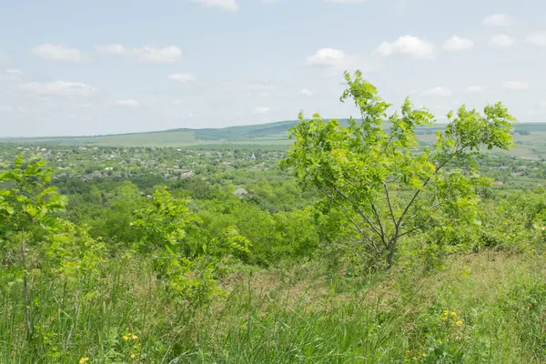 Yeşil tarlalı manzara