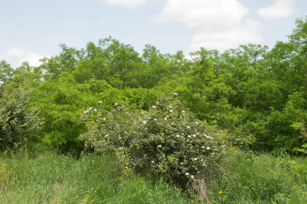 Ormanda güzel yeşil ağaçlar