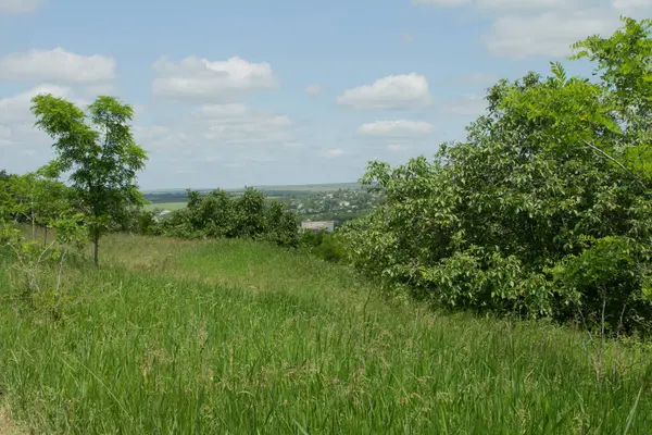 Mavi gökyüzüne karşı yeşil çimenler ve ağaçlar