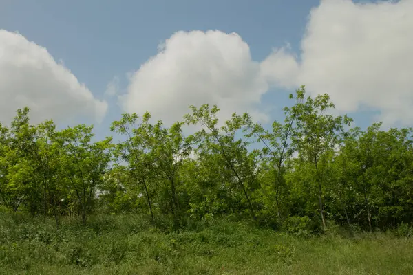 Mavi gökyüzü ile yeşil çimen tarlası