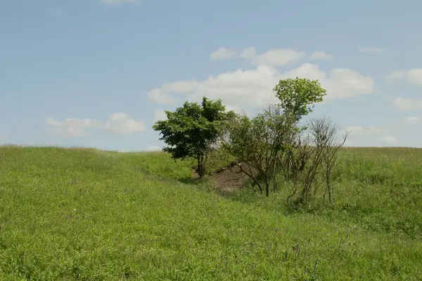 Kırsaldaki tarlada yalnız bir ağaç.