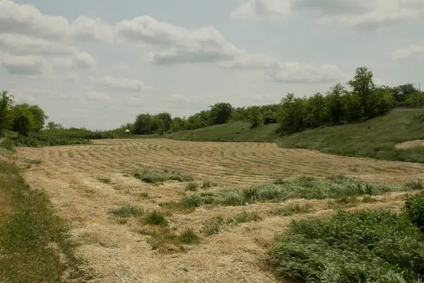 Kırsaldaki bir çimen tarlasının güzel bir görüntüsü.