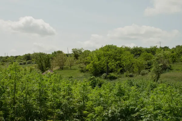 Ağaçlar ve çalılarla kaplı ormanın manzarası