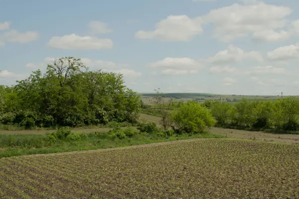 Yeşil ağaçlı ve mavi gökyüzü olan arazi