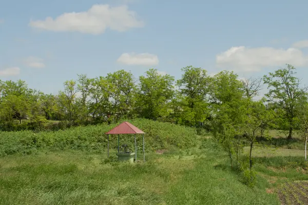 Yeşil tarlası ve mavi gökyüzü olan güzel bir manzara.