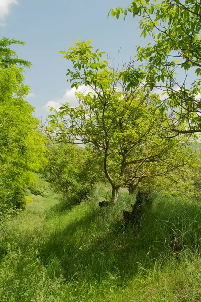 bahçede ağaç yeşil yaprakları