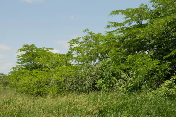 Parktaki güzel yeşil çimenler