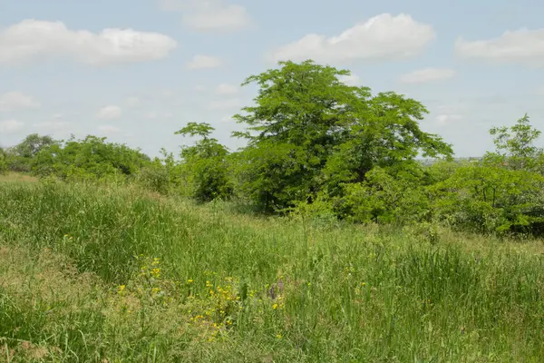 Ormanda bir sürü çimen olan yeşil çayır.