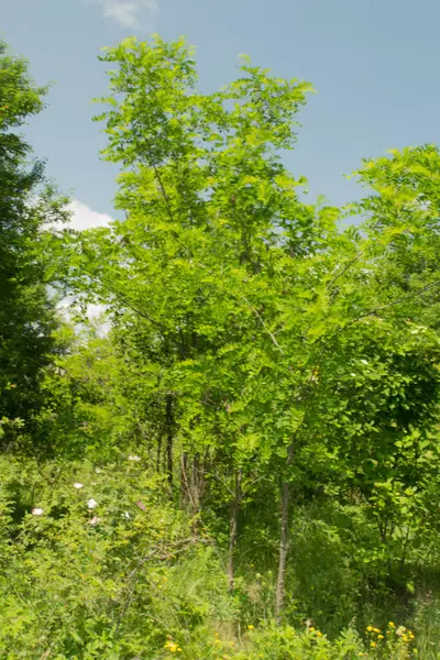 Doğanın güzel manzarası