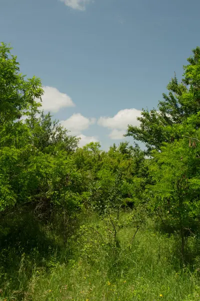 Ormanda yeşil çimenler