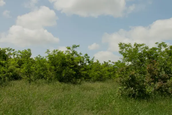 Yeşil doğa arka planının güzel manzarası