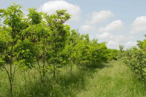 İlkbaharda elma ağacı bahçesi