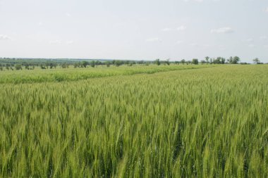 Buğday tarlası. Ziraat. Buğday hasadı. tarım yetiştirme kavramı.