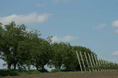 yeşil tarla ve mavi gökyüzü.