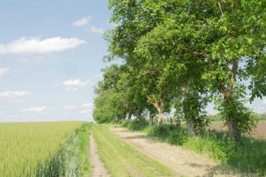 Yeşil çim alan mavi gökyüzü ve bulutlar.