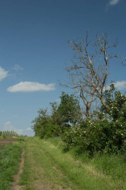 Parkın güzel manzarası