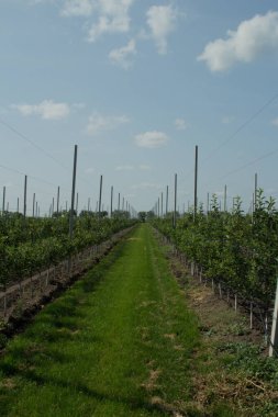 Çiftlikteki yeşil elma ağaçları