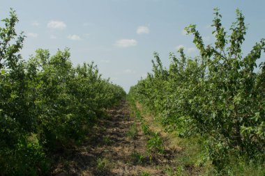 Meyve bahçesinde elmalar. Meyve bahçesindeki elma ağacı.