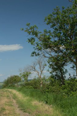 Ağaçlarla ve mavi gökyüzüyle tarlanın güzel manzarası