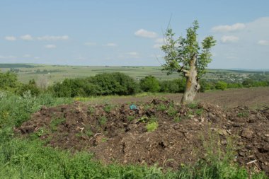 Kırsal alanda yeşil ağaçlar ve mavi gökyüzü